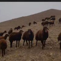 فروش گوسفند برای قربانی