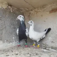 کفتر  بزک