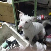 سگ پاکوتاه