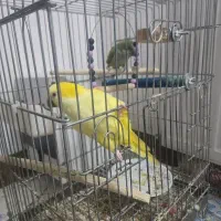 جفت راهب نروماده به شرط