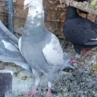 کفتر سارآلمانی معاوضه با طوقی یا سینه