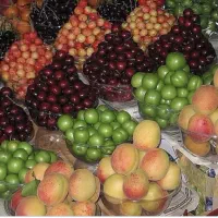 نیرو بساط زن میوه حرفه‌ای وبا تجربه