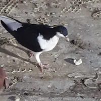 کفتر چپی یا چادری