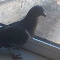 خوب|پرنده|قره پشتلو, |دیوار