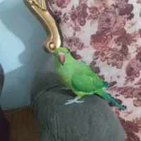 ملنگو ۷ماهه رام دستی