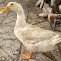 غاز جوان