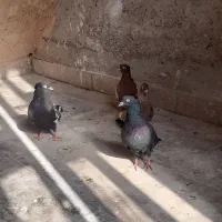 معاوض با قناری