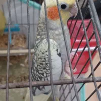 عروس هلندی نر آوازخوان گل باقالی زیبا