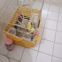 پرنده طوطی کوتوله