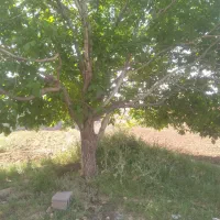 برش|خدمات باغبانی و درختکاری|ایلام, |دیوار