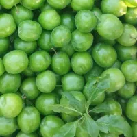 فروش گوجه‌ باغی ارگانیک