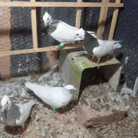 کفتر فروشی طوقی هفرنگ