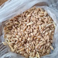 گندم فروشی