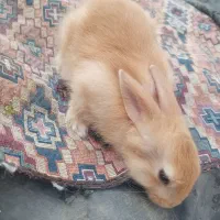 بچه خرگوش فروشی