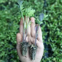 نشا گوجه فرنگی قمی گلکده گل‌نرگس