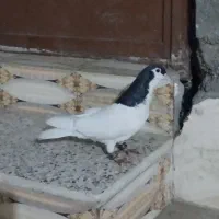 کبوتر ریش نر