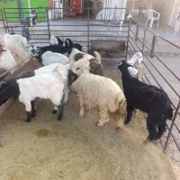 گوشت گرم بدون کله جیگر خالص ۱۲۰۰ خرده فروشی هم دار