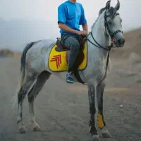 اسب عرب یکسر وارداتی