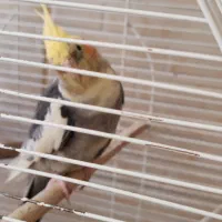 عروس هلندی