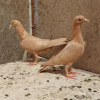 جفت جوجه زرد کرمونی