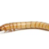 تولید و فروش میلورم مناسب