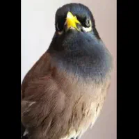 مینا|پرنده|بروجرد, |دیوار