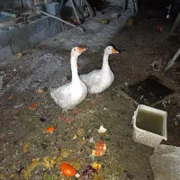 دو جفت غاز نرو ماده