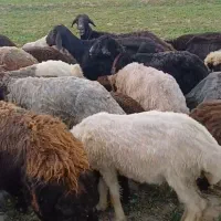 بره نر|حیوانات مزرعه|چغادک, |دیوار