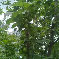 باغ ۱۱۰۰متری درروستای محموداباد،اب فراوان
