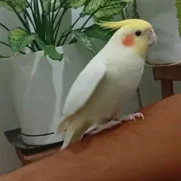 عروس هلندی سخنگو