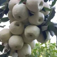 باغچه فروشی 500متری