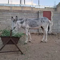 الاغ نر  جوان  .آرام اصیل وباری موقعیت استهبان|حیوانات مزرعه|شیراز, بازار|دیوار