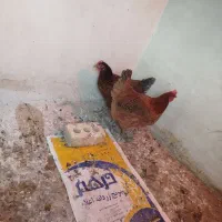 دوتا آسباب بازی تخمگذار معاوضه با روغن یا برنج