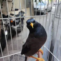 مینا سخنگو