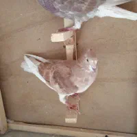 کفتر|پرنده|سبزوار, سیادتی|دیوار