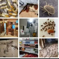 سمپاشی ساس سوسک کنه موریانه 100تضمینی