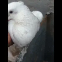 کبوتر