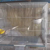 قفس پرنده