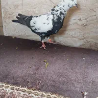به علت جابه جایی