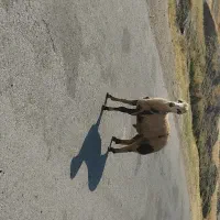بره قوچ