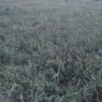 سبزه|لوازم جانبی حیوانات|کرباسک, |دیوار