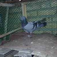 سبز ترکی فرفره