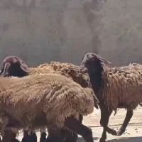 شیشک بره ماده هترو