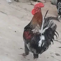 خروس در شادگان