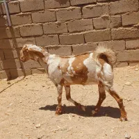 گیسه بز پاکستانی دوقلوزا پلنگی مالداری اوست