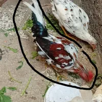 جوجه خروس و خروس اصل گلین قلم سبز