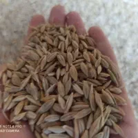 جو محلی