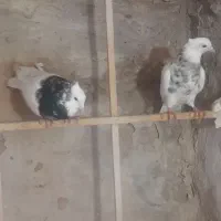 نروماده|پرنده|نیشابور, سرآب کوشک|دیوار