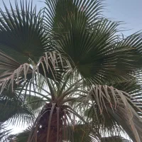 فروش درخت نخل پالم واشنگتن تنه سرخ