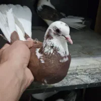 یه نرو ماده طلا دهن خورده